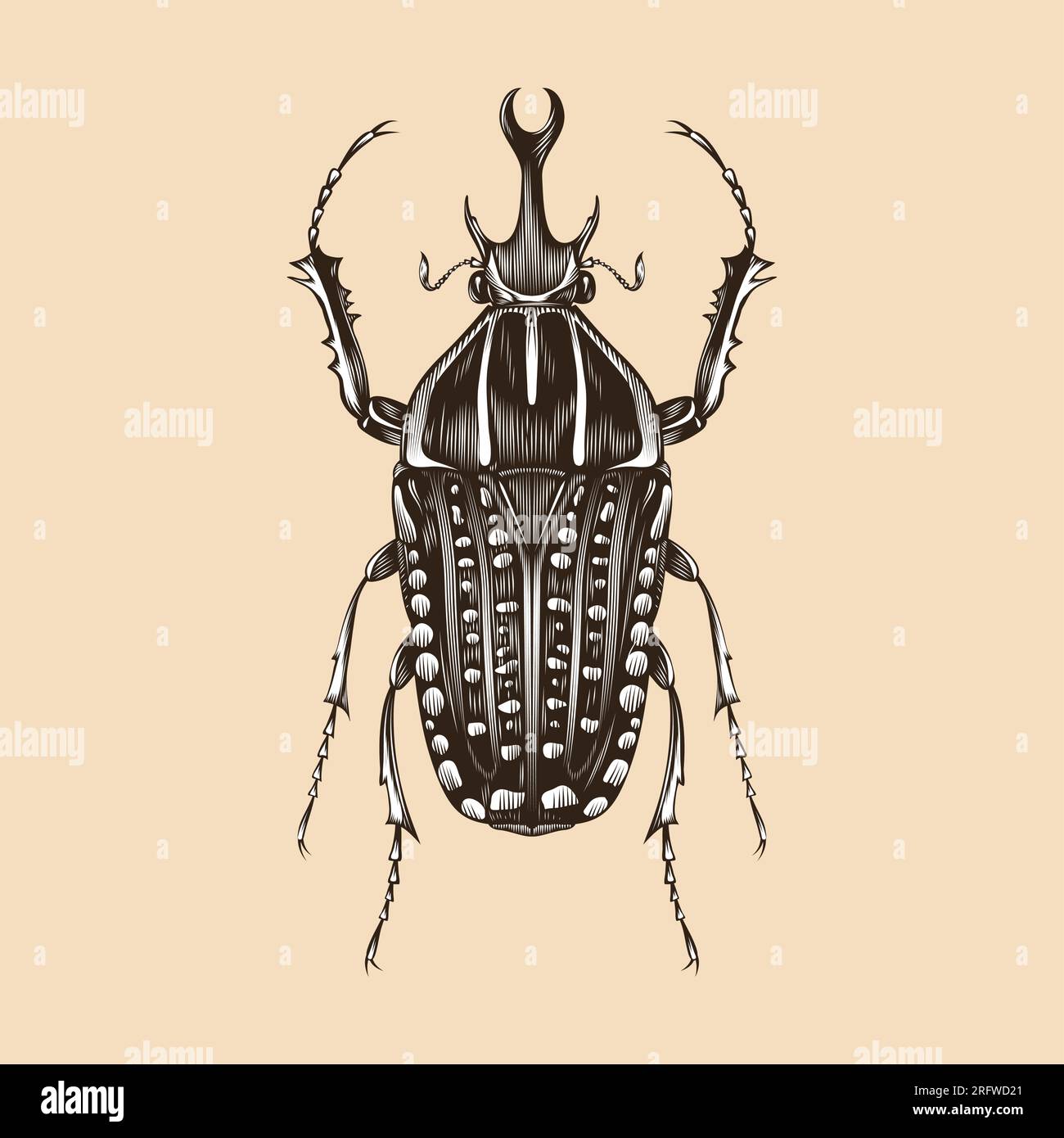 Mecynorhina Polyphemus illustration vector flat design Stock Vector