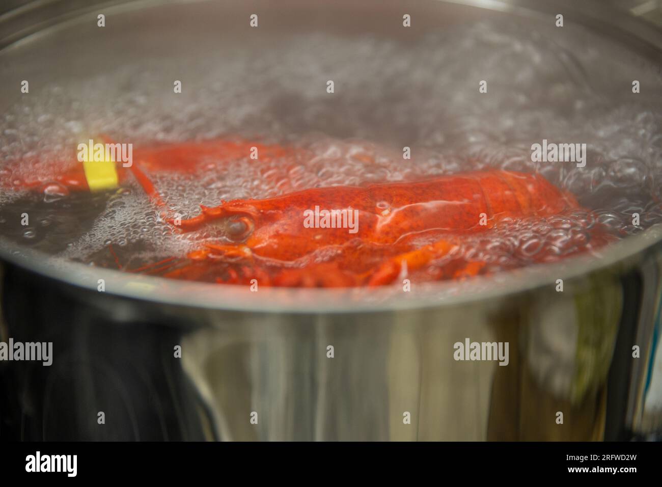 Boiling New England Maine Lobster in Hot water Stock Photo Alamy