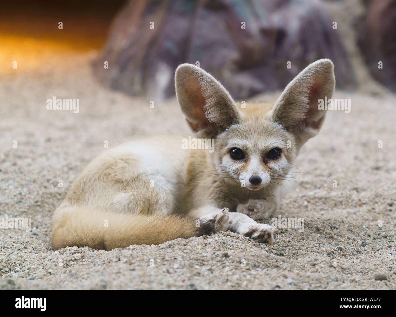 fennec fox (Vulpes zerda) is a small  fox  in the Sahara Stock Photo