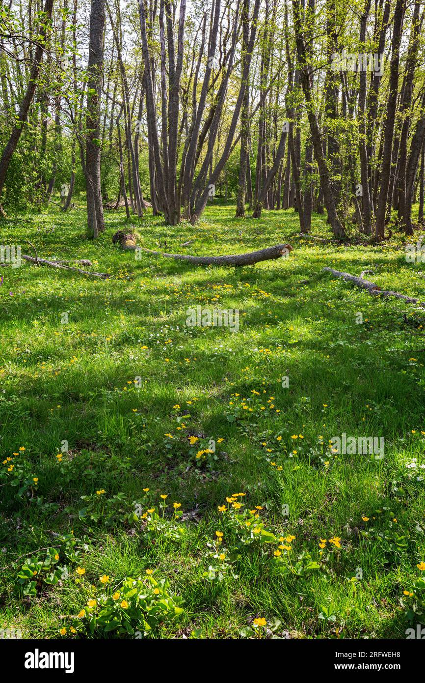 Trees and wild flowers at a lush grove along the nature trail at the Nåtö nature reserve in Åland Islands, Finland, on a sunny day in spring. Stock Photo