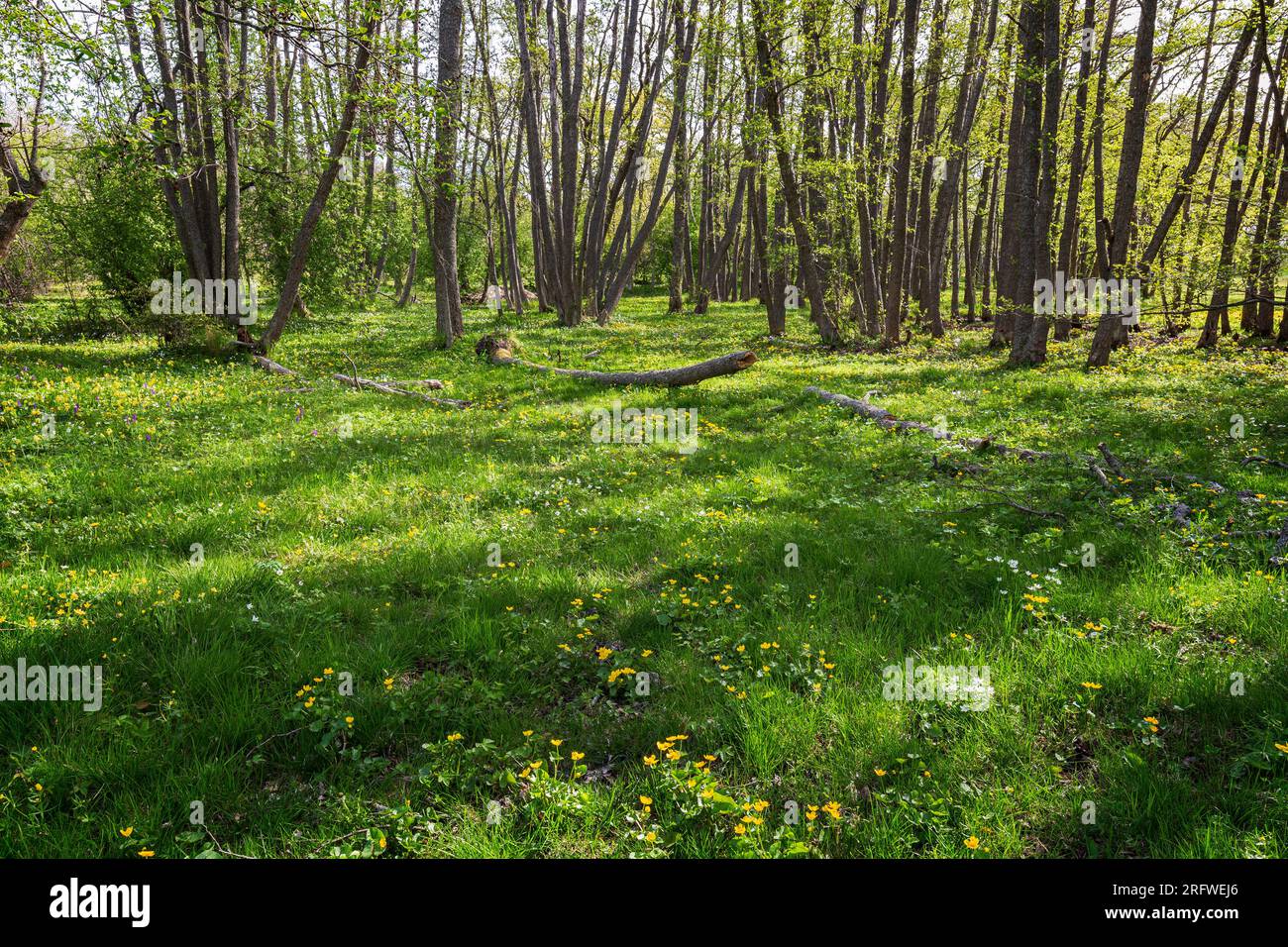 Trees and wild flowers at a lush grove along the nature trail at the Nåtö nature reserve in Åland Islands, Finland, on a sunny day in spring. Stock Photo