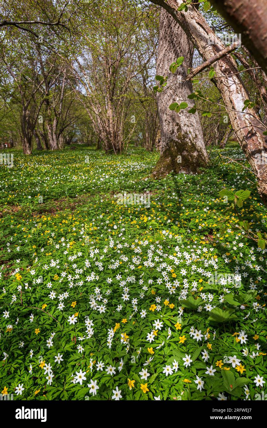 White anemone and yellow Kashubian buttercup flowers blossom in a lush grove at the Ramsholmen nature reserve in Åland Islands, Finland in springtime. Stock Photo