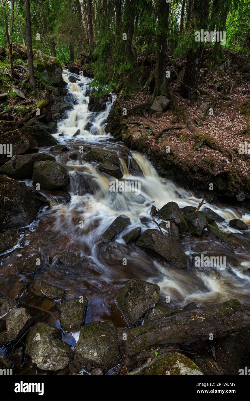 Small flowing stream or river in a lush forest in Tampere, Finland, in the summer or autumn. Stock Photo