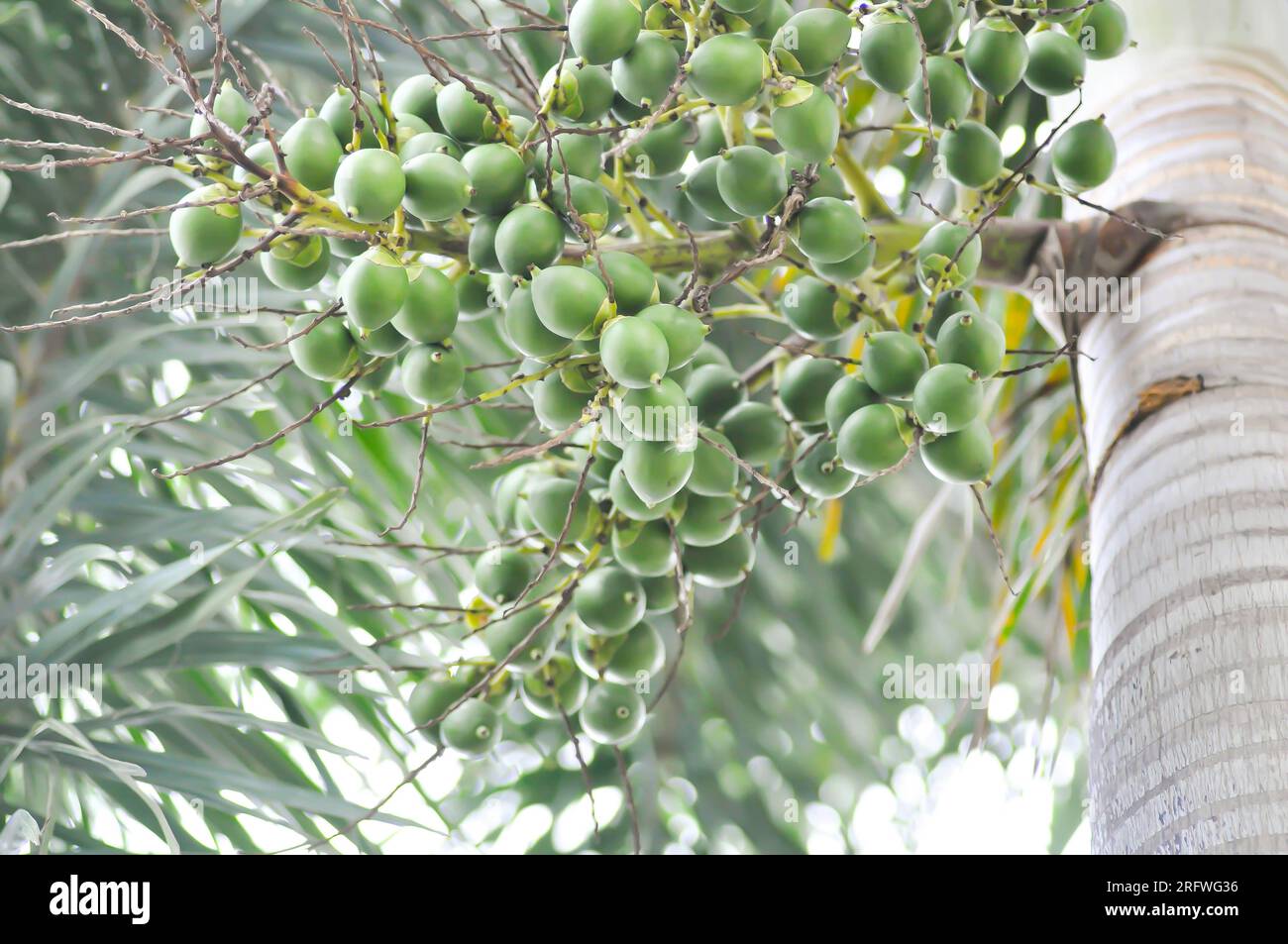 seed of betel palm or betel nut or palm tree with seed Stock Photo