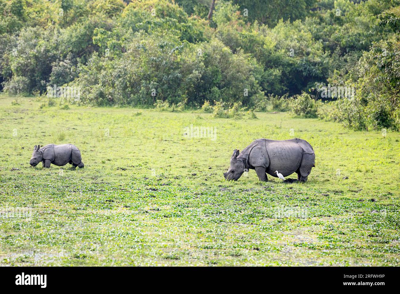 Beautiful mother and a baby Indian rhinoceroses (Rhinoceros unicornis ...