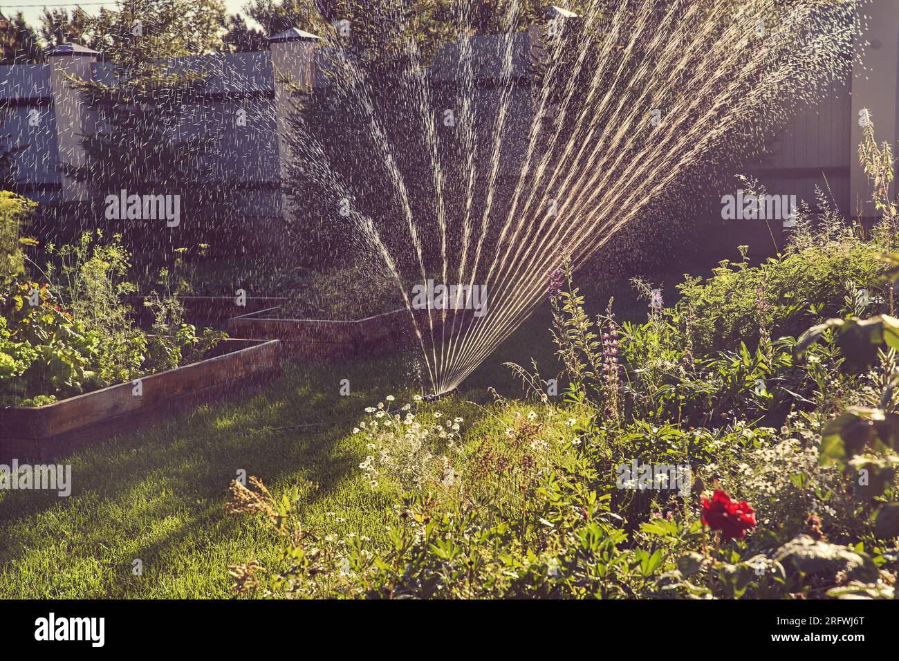 Selective focus on a spray irrigation system in the garden on a sunny summer day. Sprinkler system for watering plants. The concept of gardening, growing and caring for plants. High quality photo Stock Photo