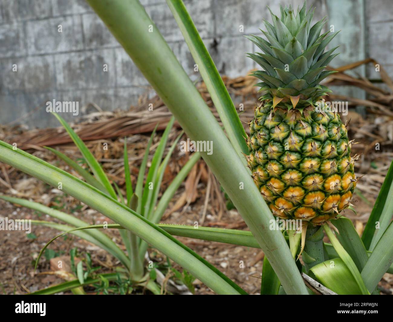 The pineapple fruit is ripe with an orange and yellow rind on tree plant with natural brown background, Tasty tropical fruit on the farmland Stock Photo