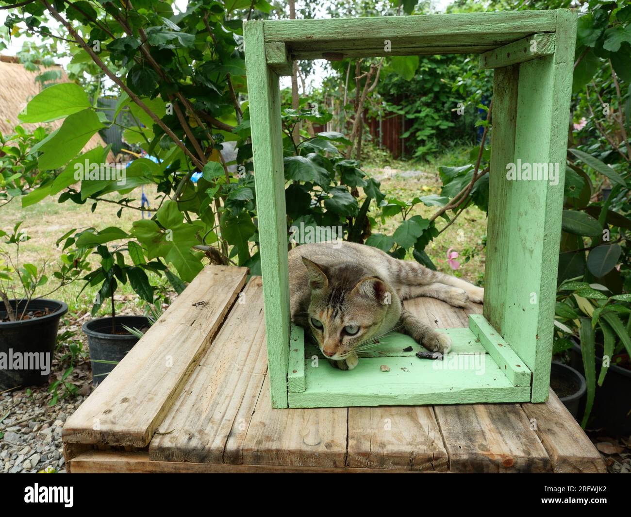 Tabby cat resting with a green wooden box in the garden, Cute kitten ...