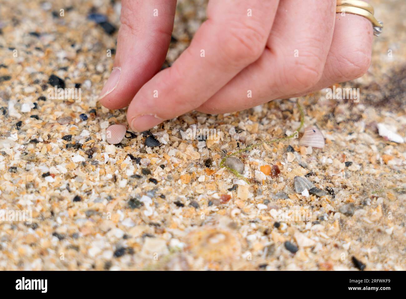 finding cowrie shells on Balnahard beach Colonsay, Scotland Stock Photo