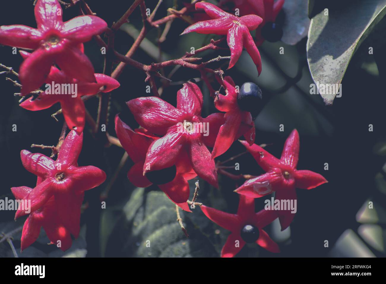 Beautiful Harlequin glorybower flowers Stock Photo
