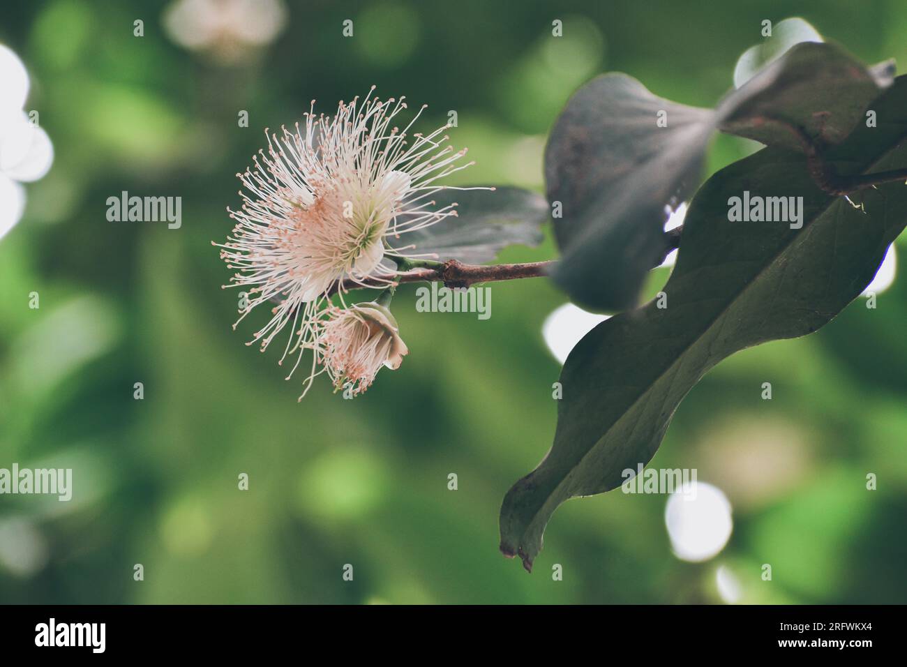 Blooming rose apple flower Stock Photo