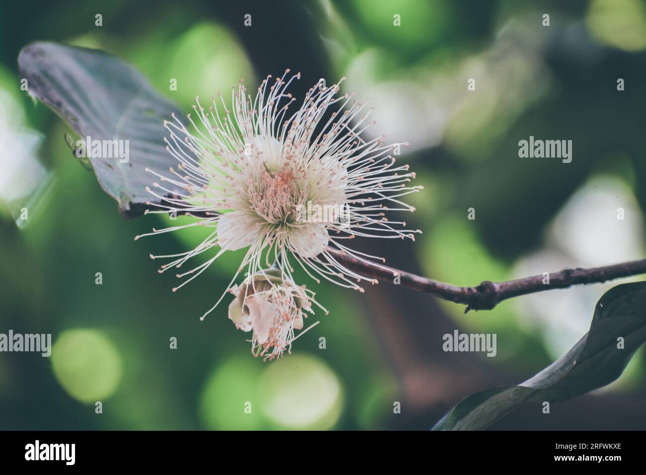 Rose apple hi-res stock photography and images - Alamy
