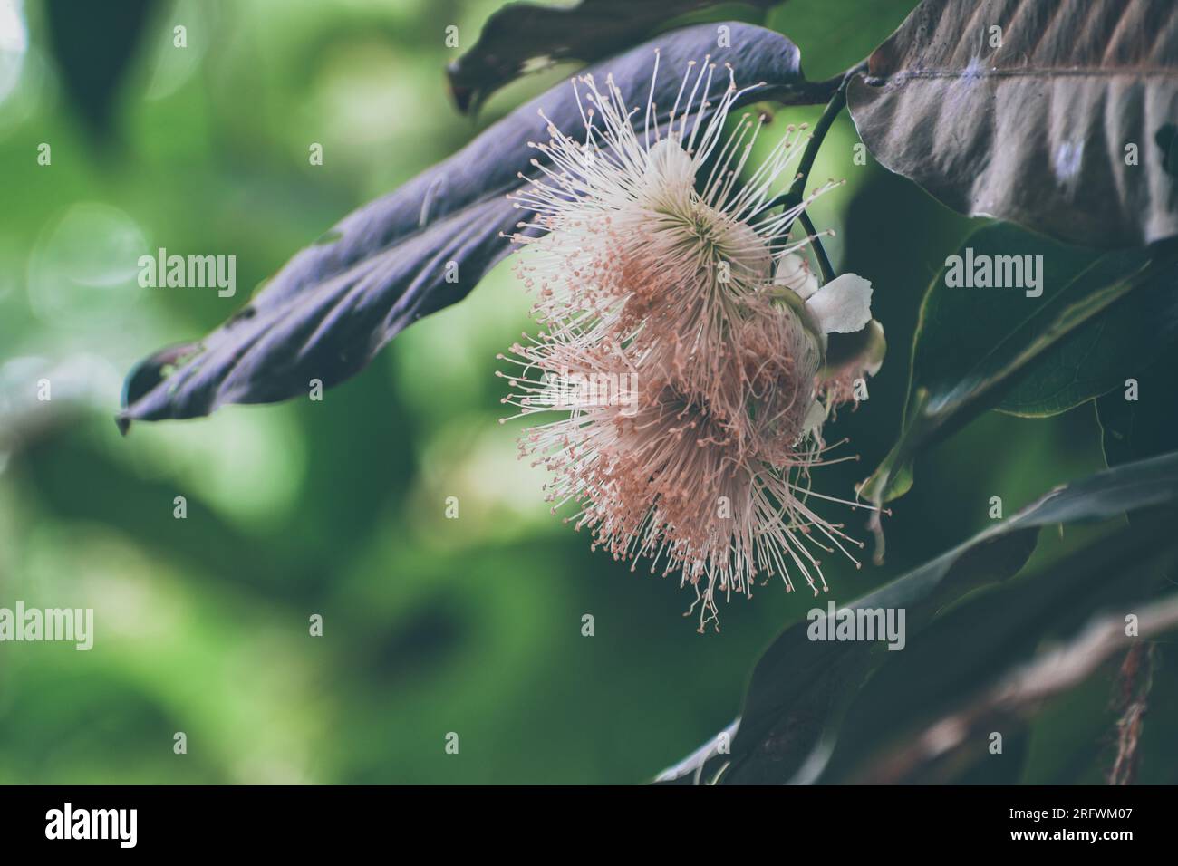 Blooming rose apple flower Stock Photo