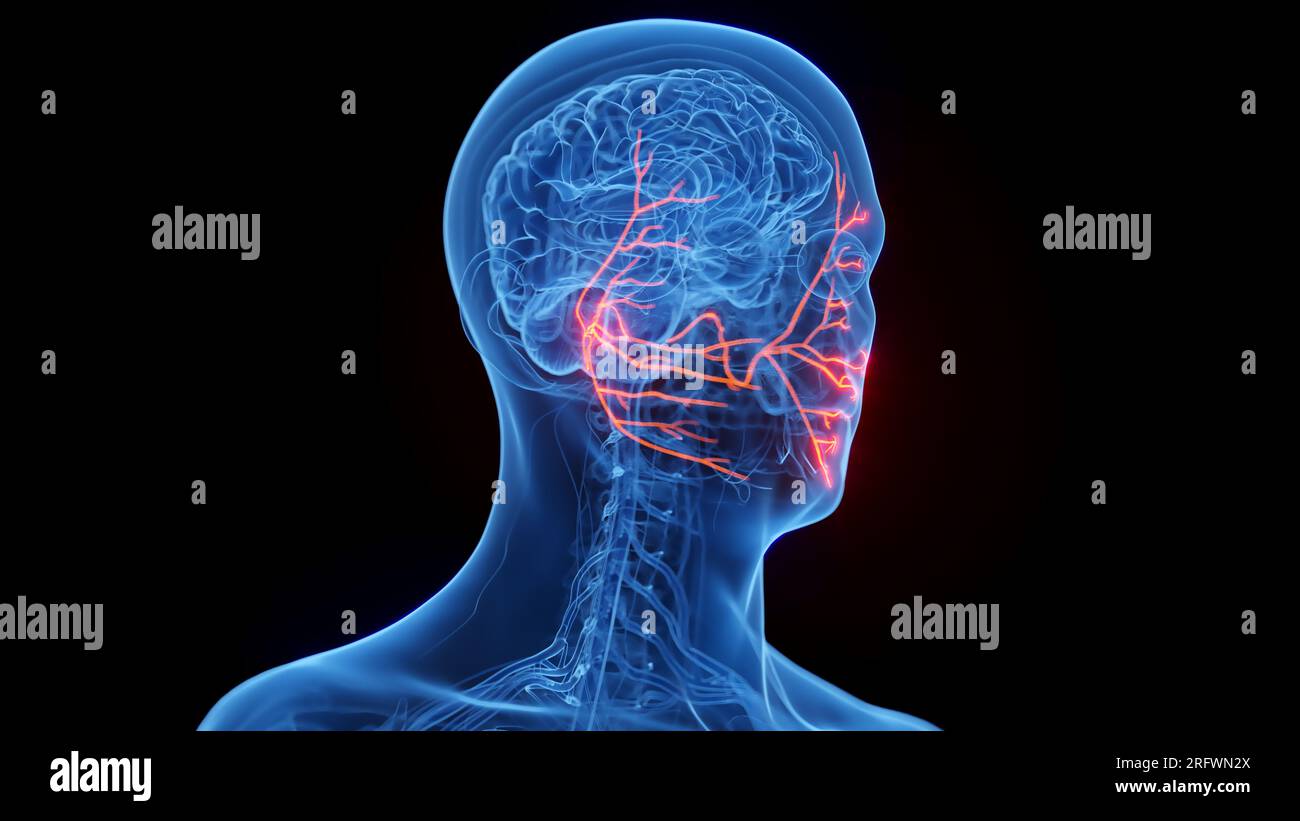 Facial nerves, illustration Stock Photo