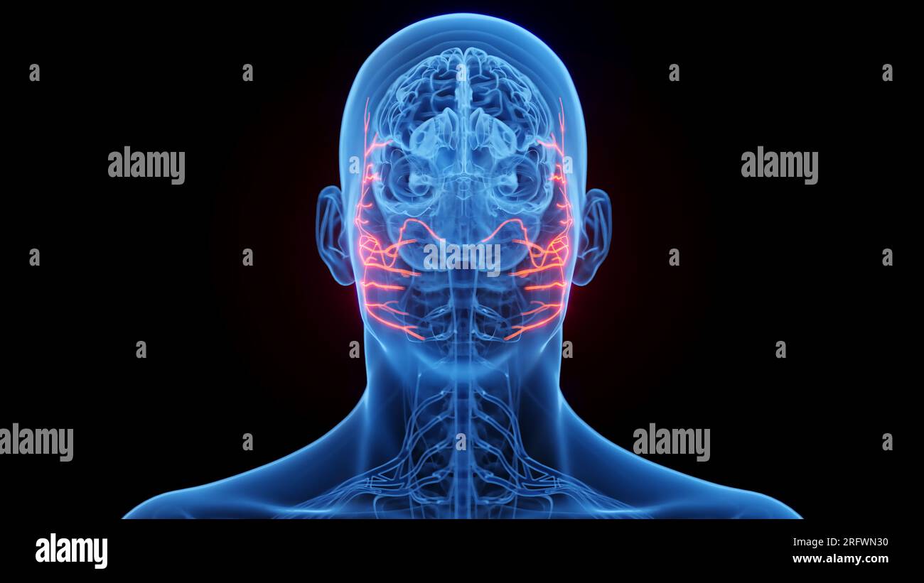 Facial nerves, illustration Stock Photo