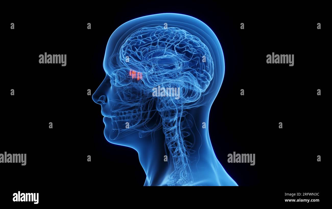 Olfactory epithelium hi-res stock photography and images - Alamy