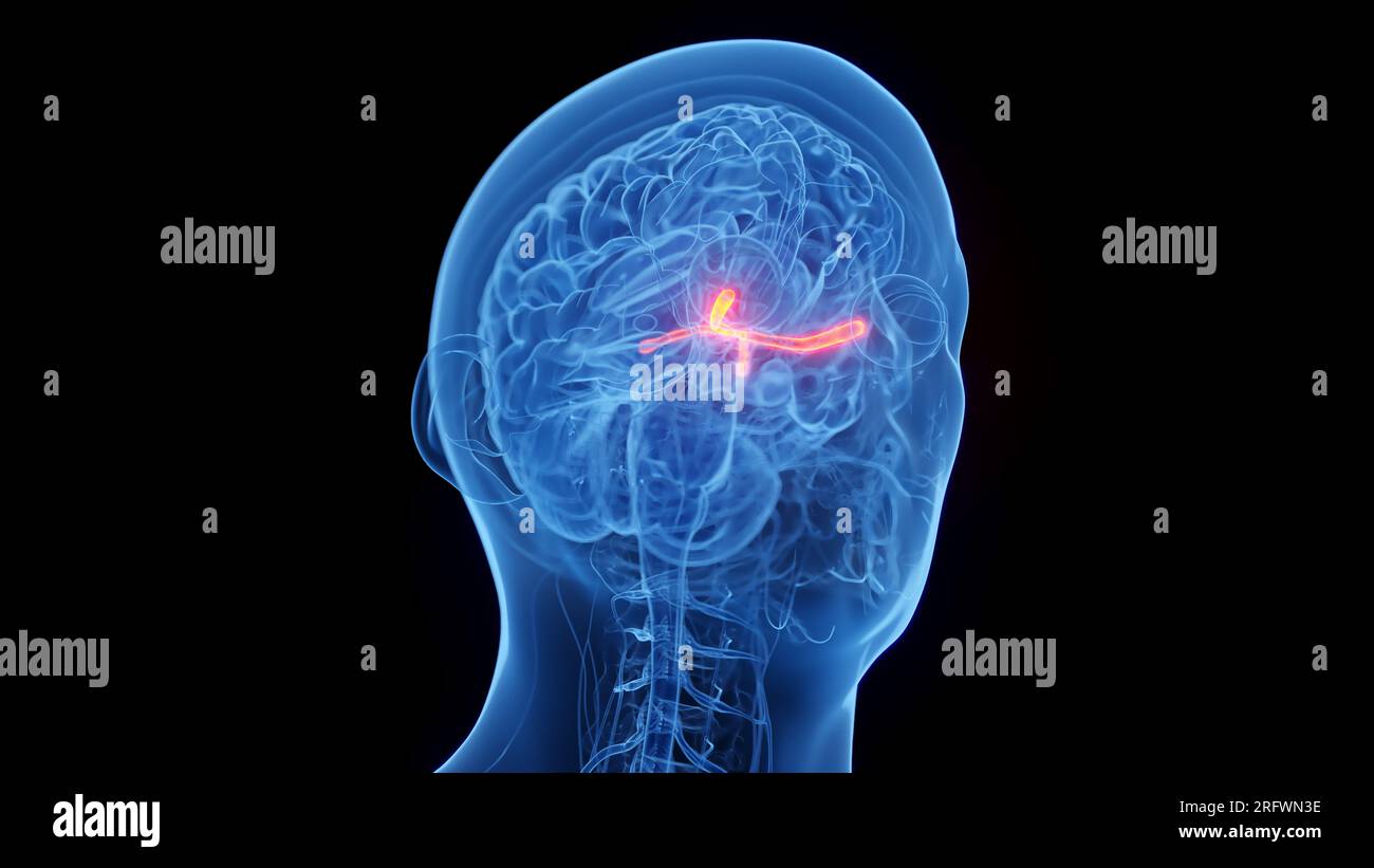 Optic Nerves, Illustration Stock Photo - Alamy