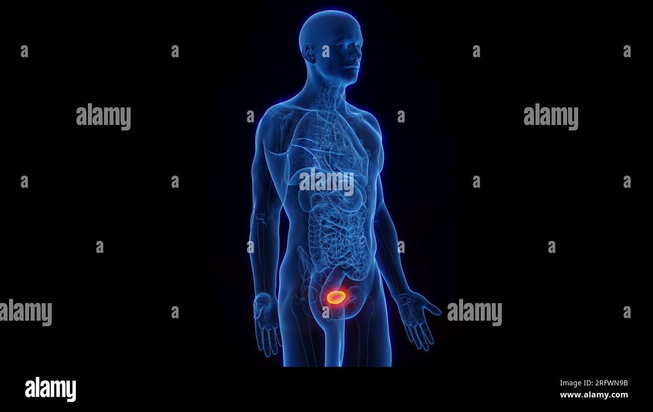 Urinary bladder, illustration Stock Photo - Alamy