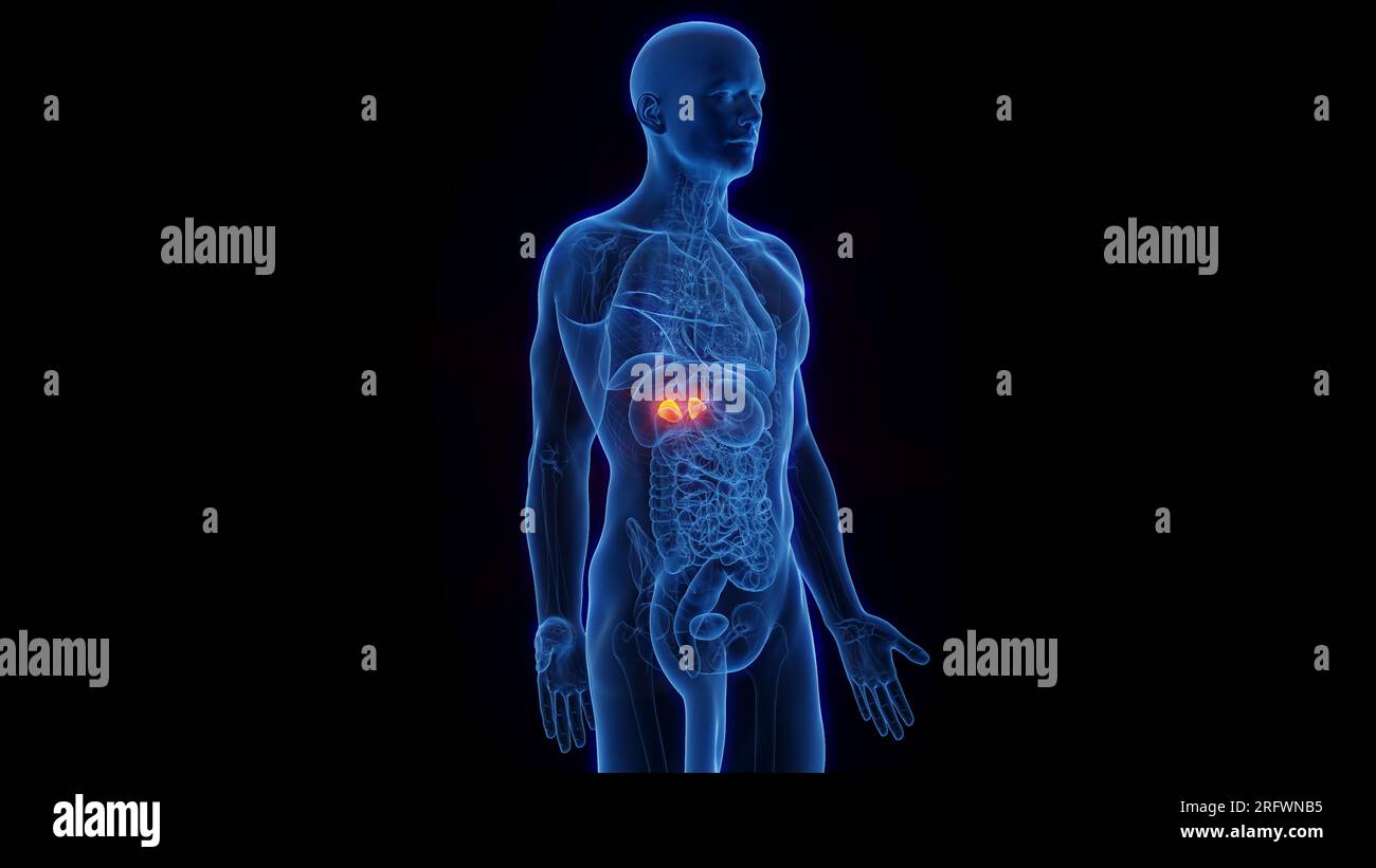 Adrenal glands, illustration Stock Photo - Alamy