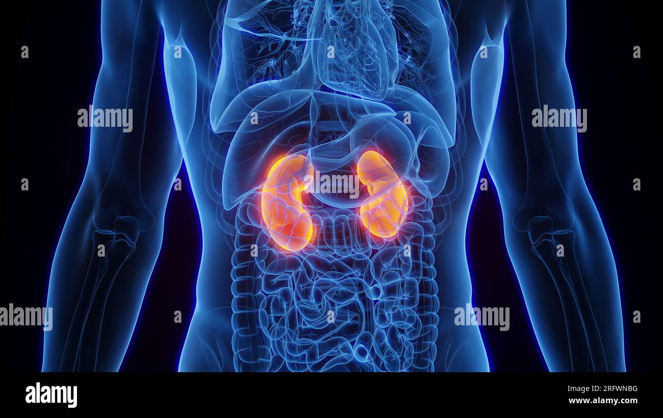 Kidney human body transparent hi-res stock photography and images - Alamy