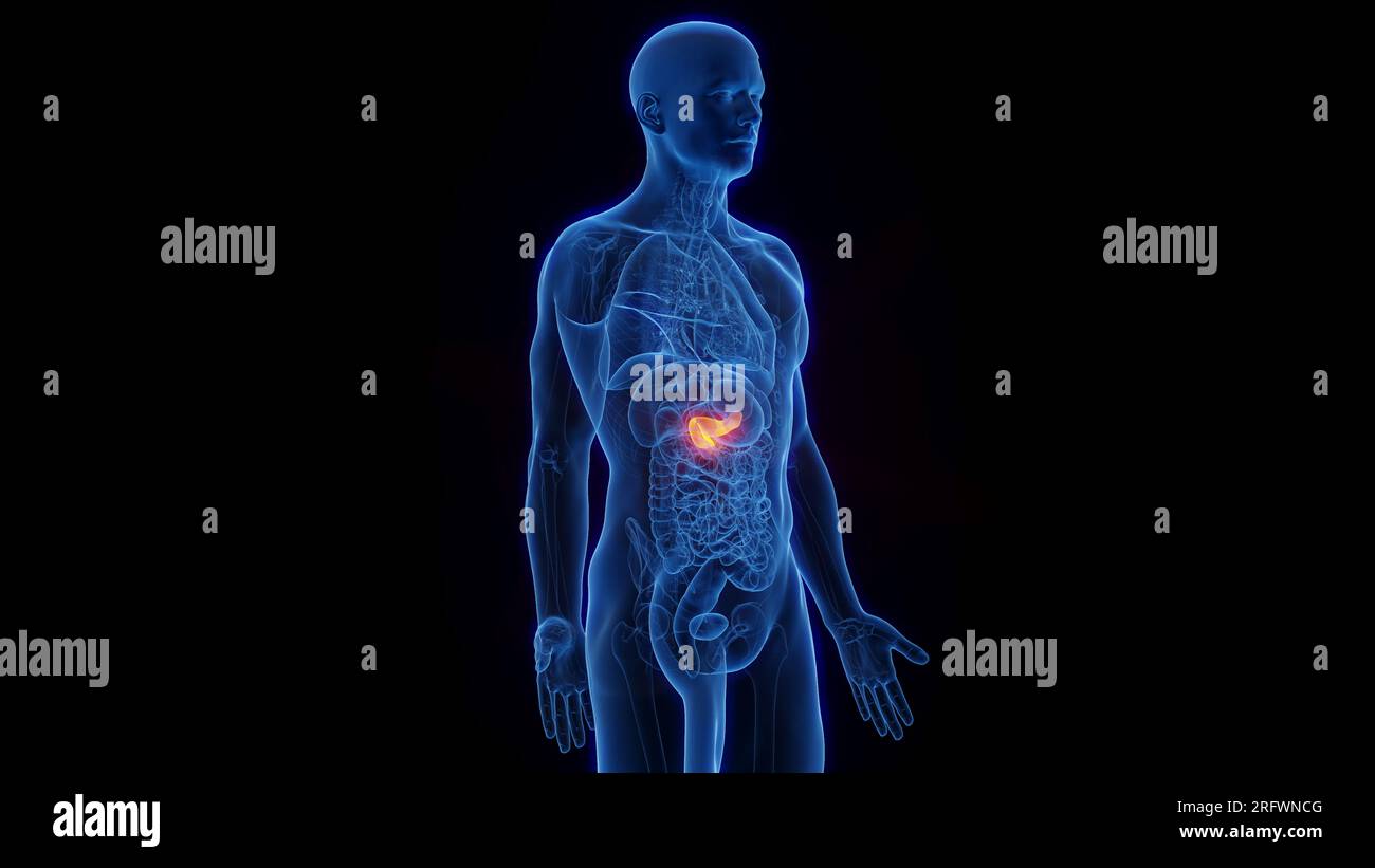 Tail of pancreas hi-res stock photography and images - Alamy