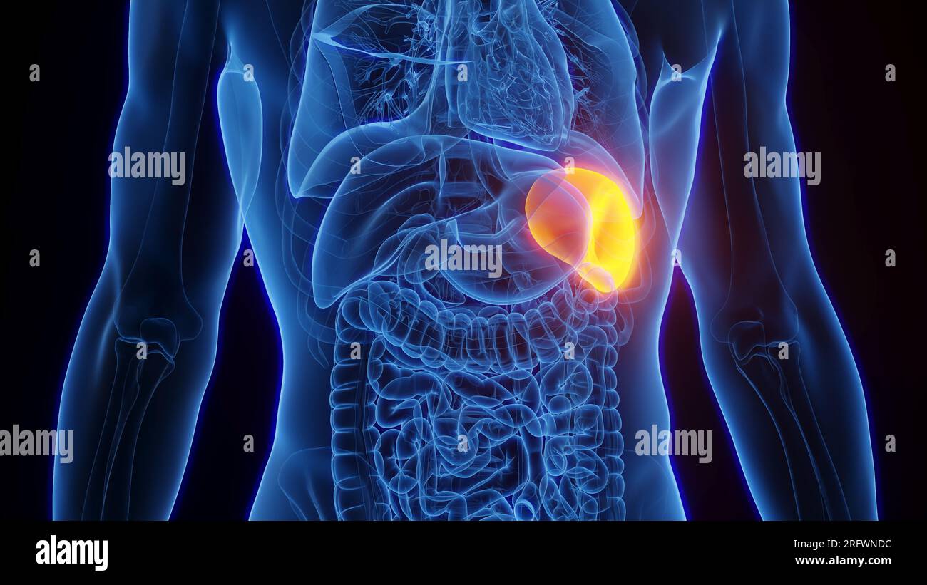 Reticuloendothelial system hi-res stock photography and images - Alamy