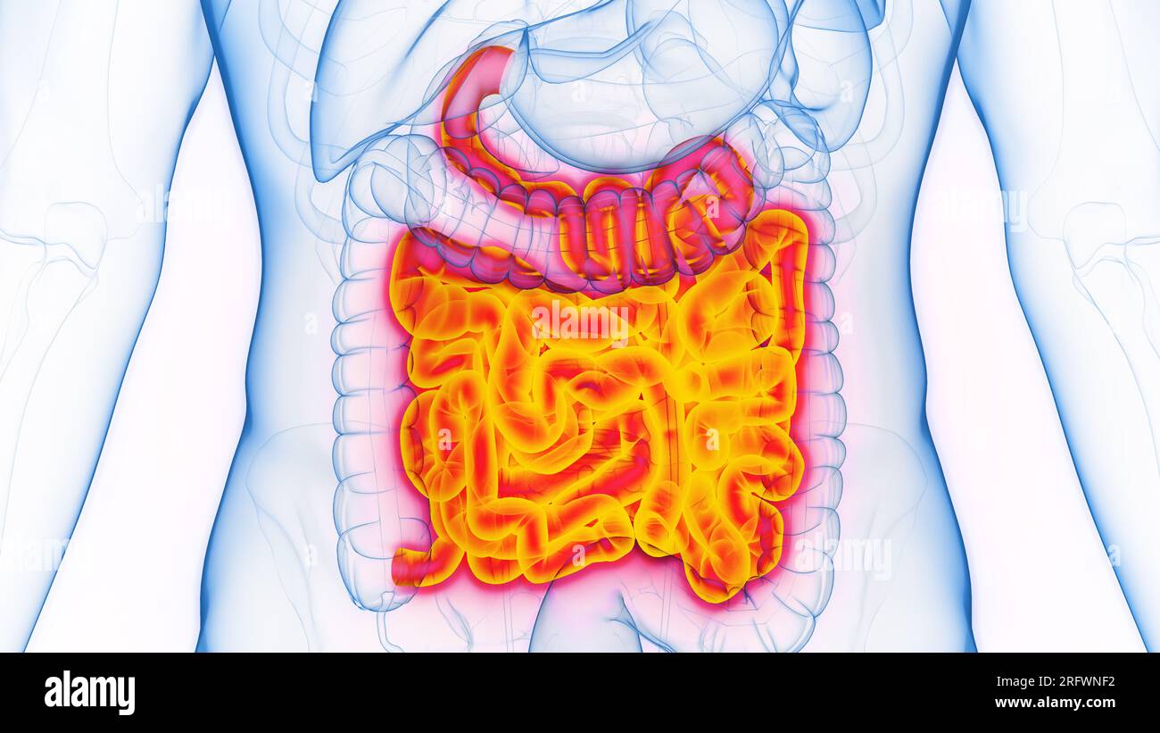 Small Intestine Text Small intestine, illustration Stock Photo - Alamy