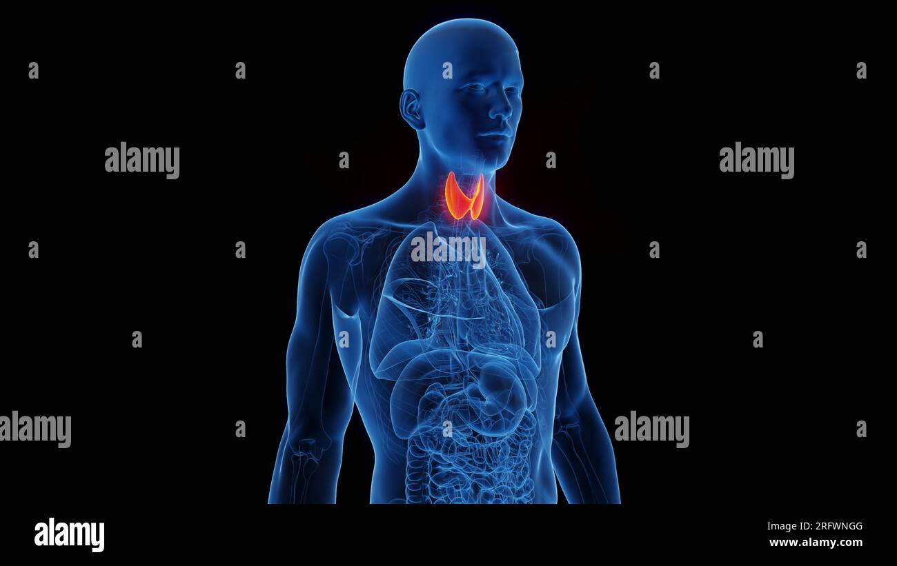 Thyroid isthmus hi-res stock photography and images - Alamy