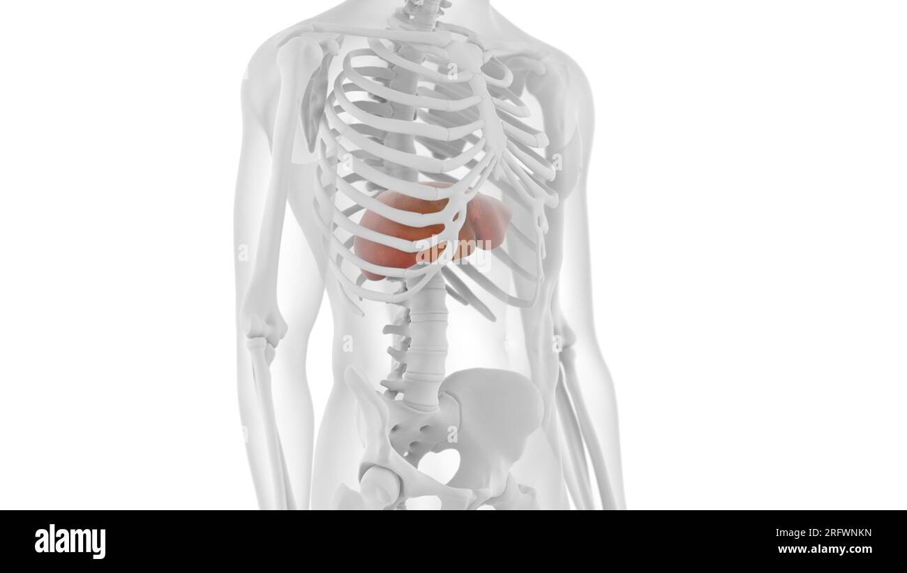 Rib cage organs hires stock photography and images Alamy