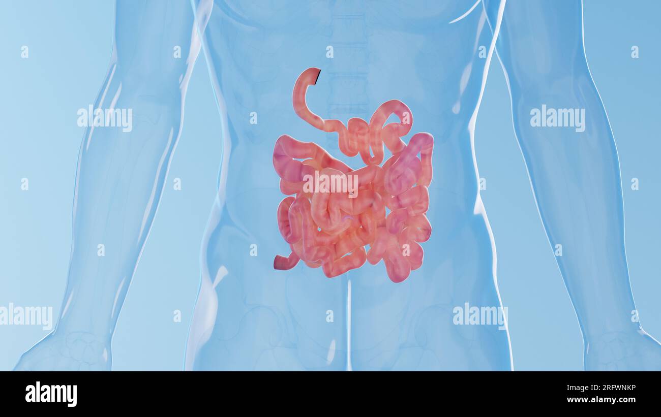 Small intestine, illustration Stock Photo