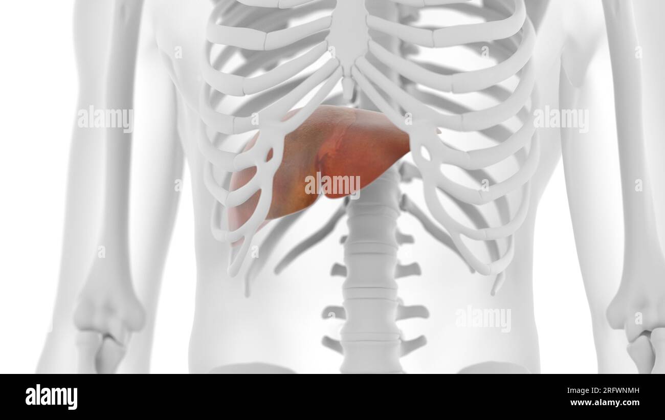 Liver, illustration Stock Photo