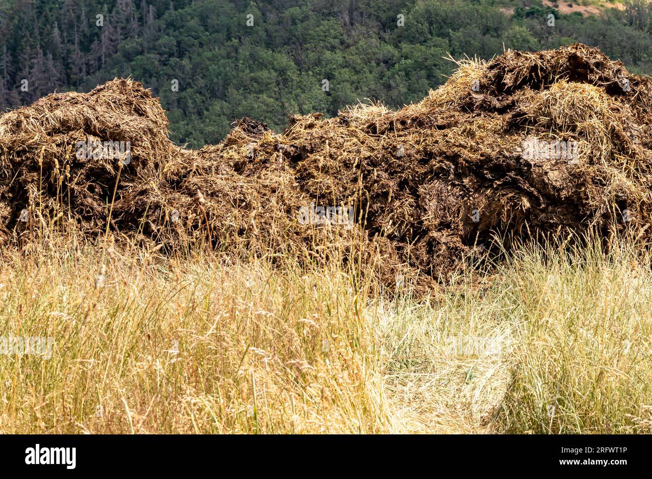 Pile of manure or dunghill between wild grass and dry weeds on a hill ...