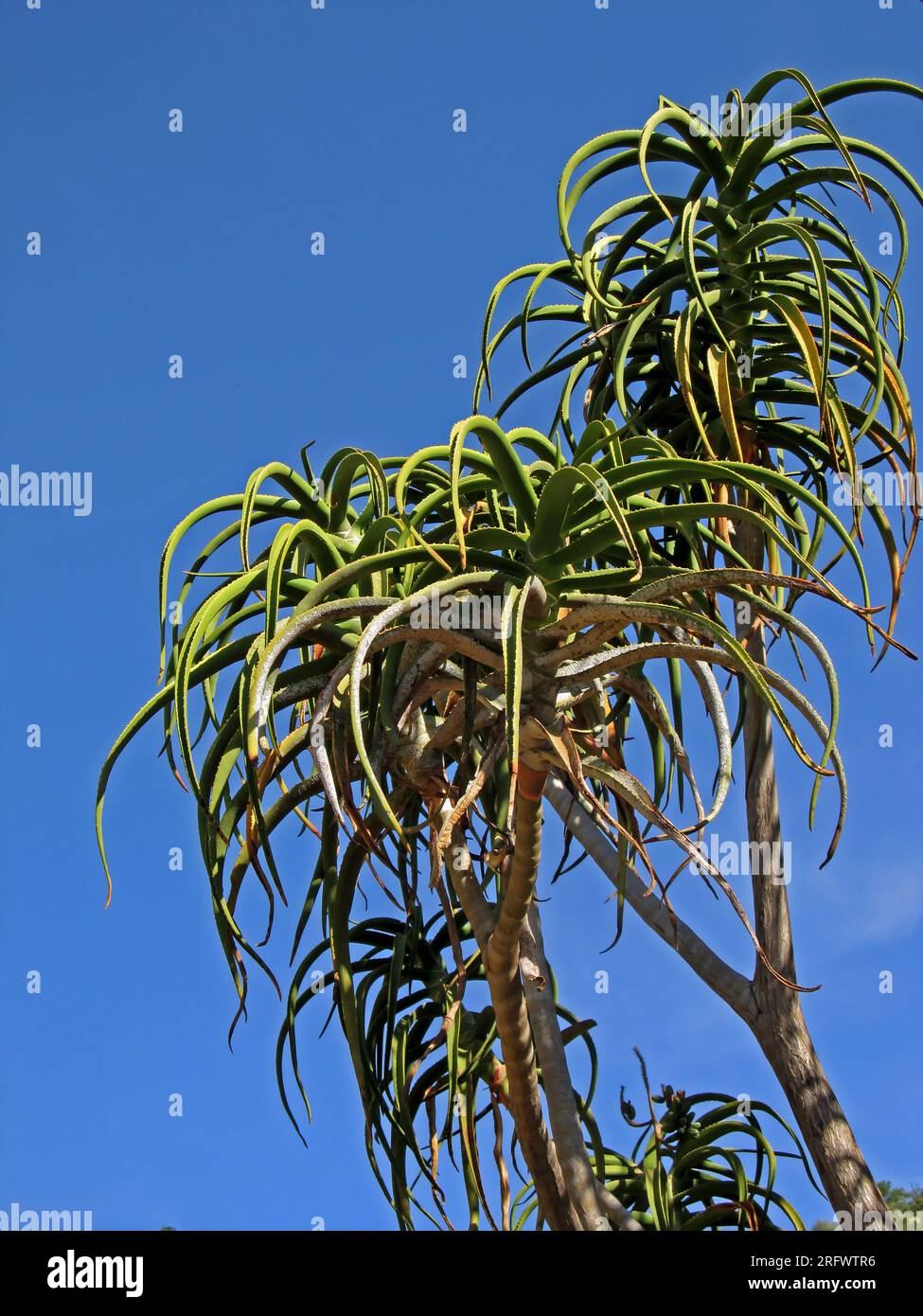The rosette leaves of a Tree Aloe, Aloidendron barberae, against a bright blue sky Stock Photo