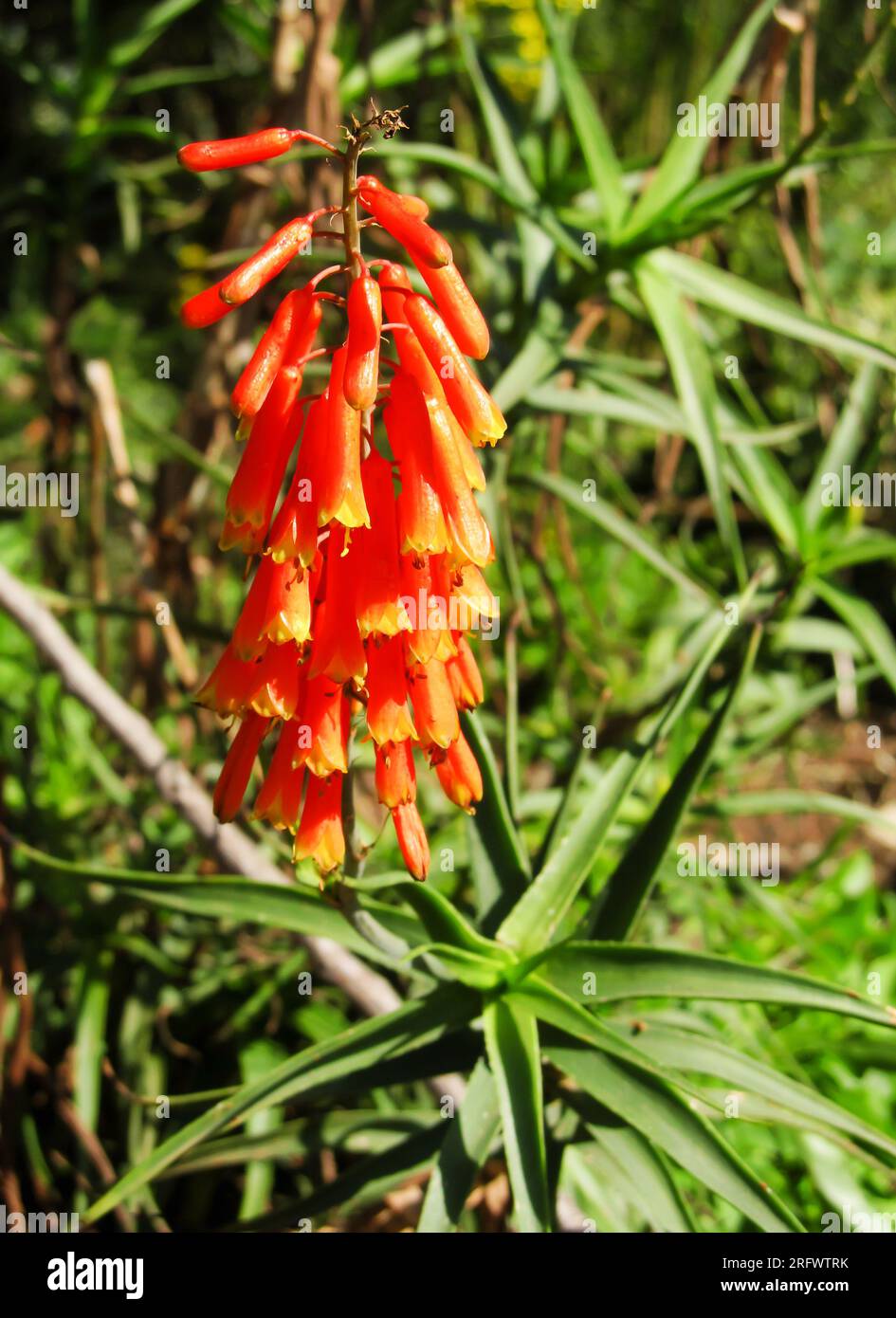 The Bright orange flower of a Climbing Aloe Stock Photo