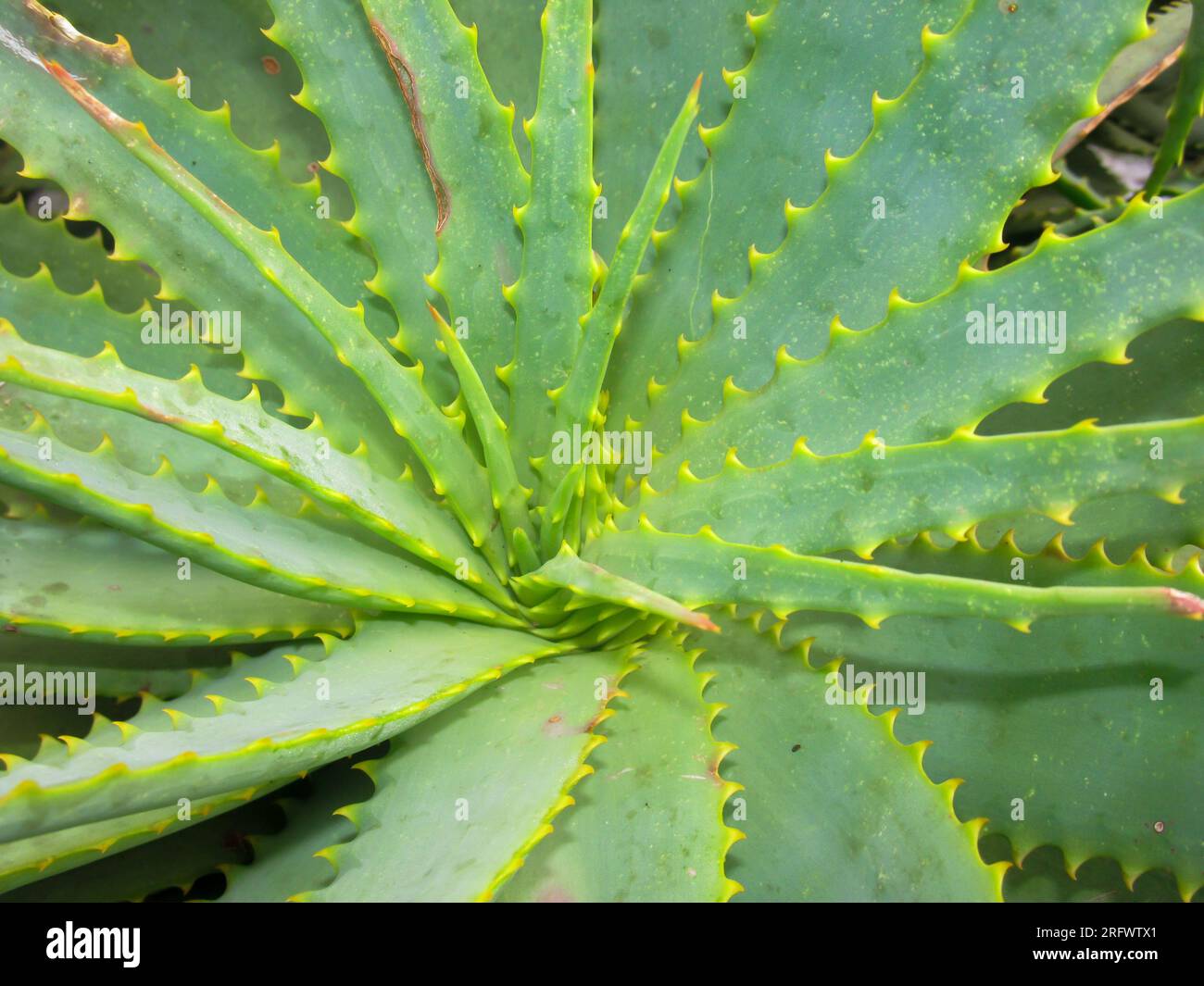 View directly above of the green rosette of aloe Leaves. Stock Photo