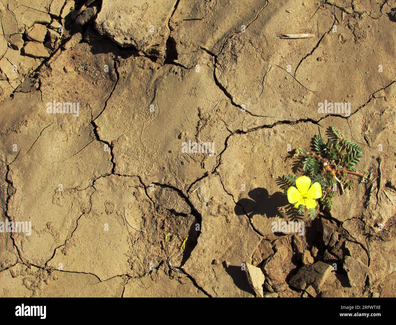 Single flower of a devils thorn on the dried up cracked ground in Southern Namibia. Stock Photo