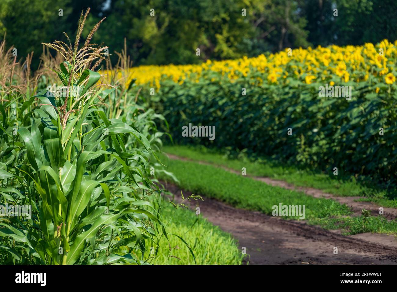 Corn field and sunflower field. Selective focus on corn. Stock Photo