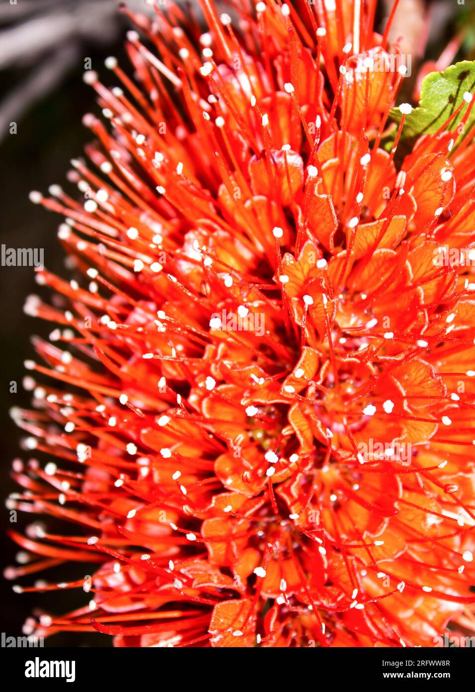 Close-up of the spectacular scarlet colored Natal Bottlebrush, Greyia sutherlandii, flower Stock Photo