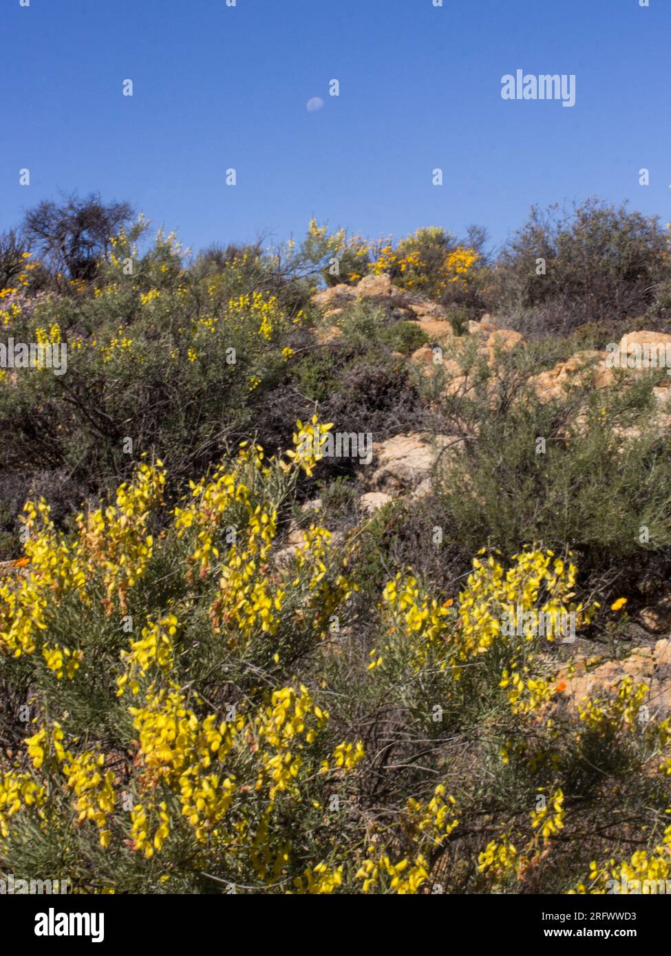 Siler-Pea, alobota Sericea, in full bloom against the blue sky in the Goegap Nature Reserve in Springbok. Stock Photo