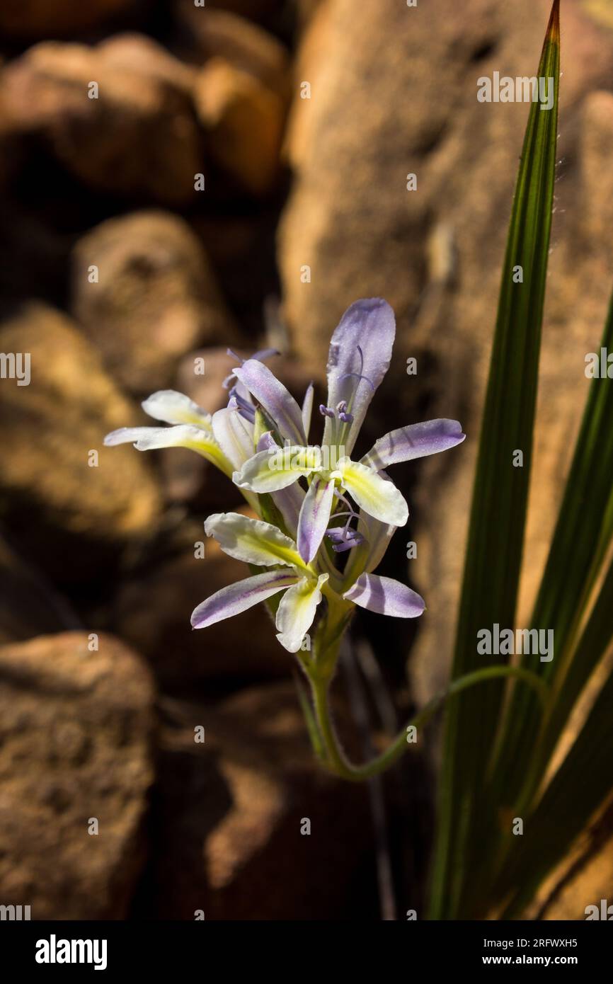 Small, beautiful flowers of one of the Babiana species of South Africa, growing among the Boulders of the Cederberg Mountains in South Africa. Stock Photo