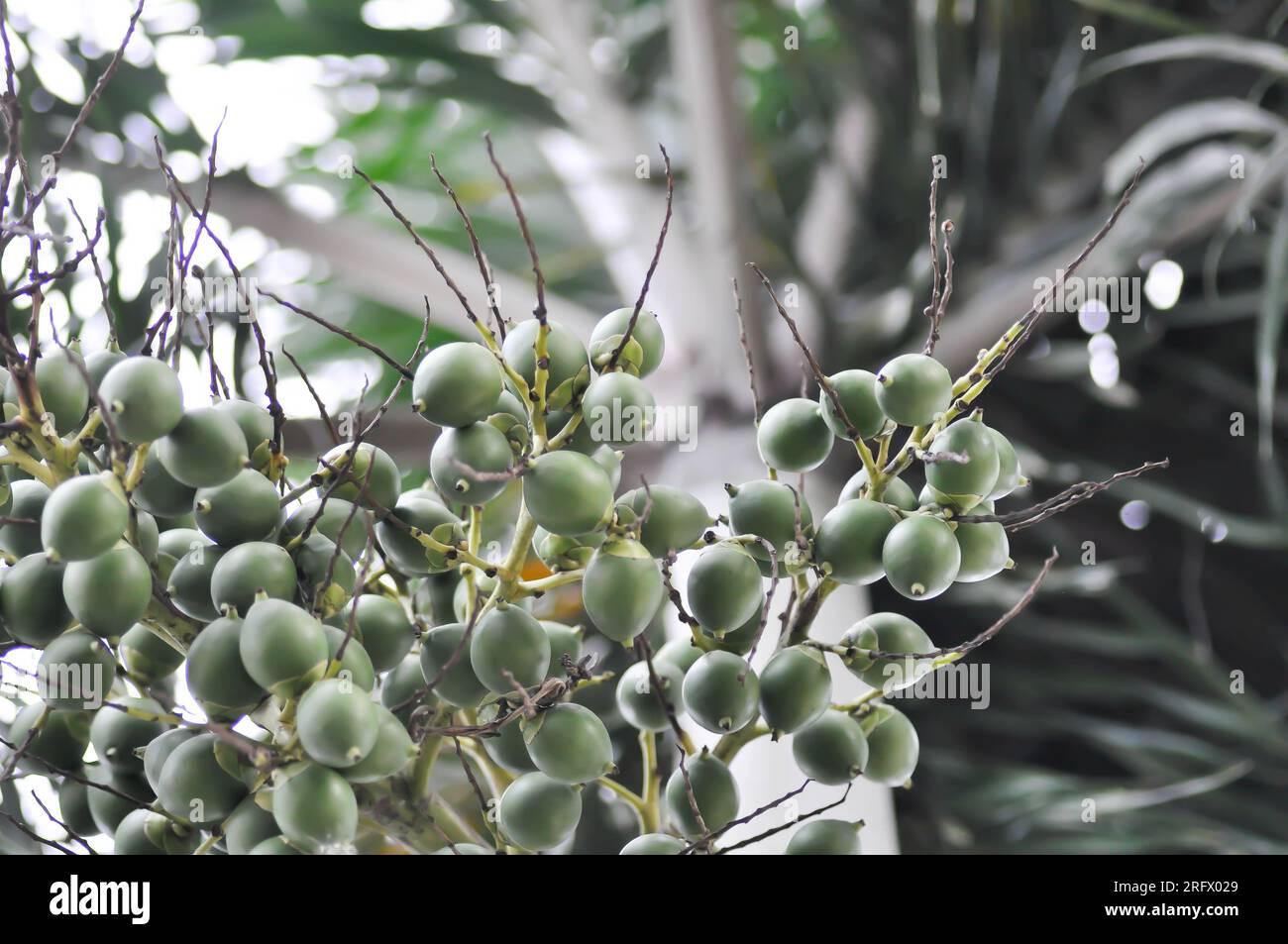 seed of betel palm or betel nut or palm tree with seed Stock Photo