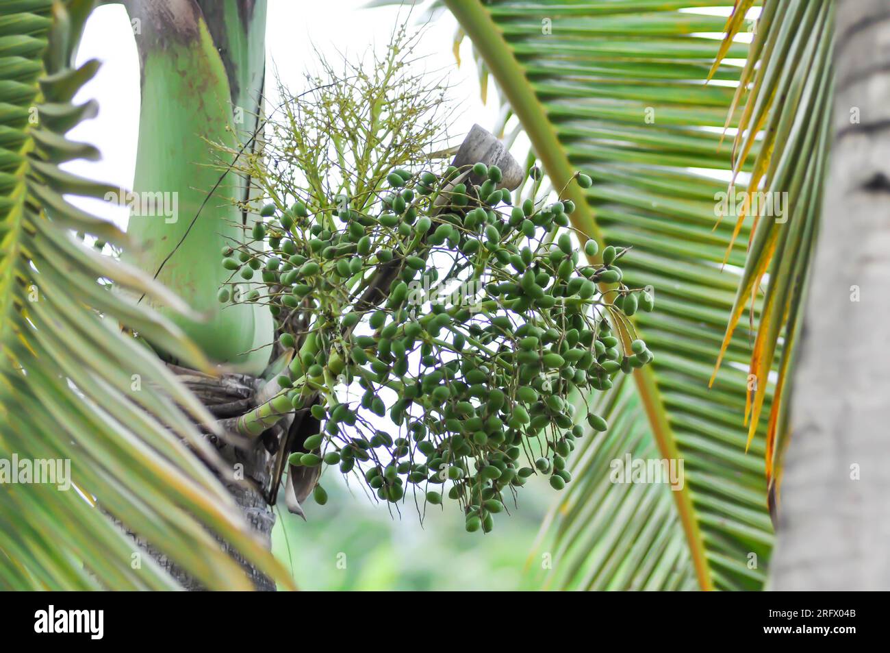 Roystonea regia ,Cuban royal palm or ARECACEAE or palm seed Stock Photo