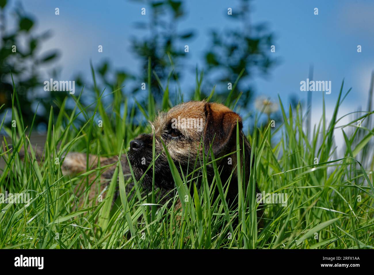 Border Terrier dog puppy laying down in grass Stock Photo