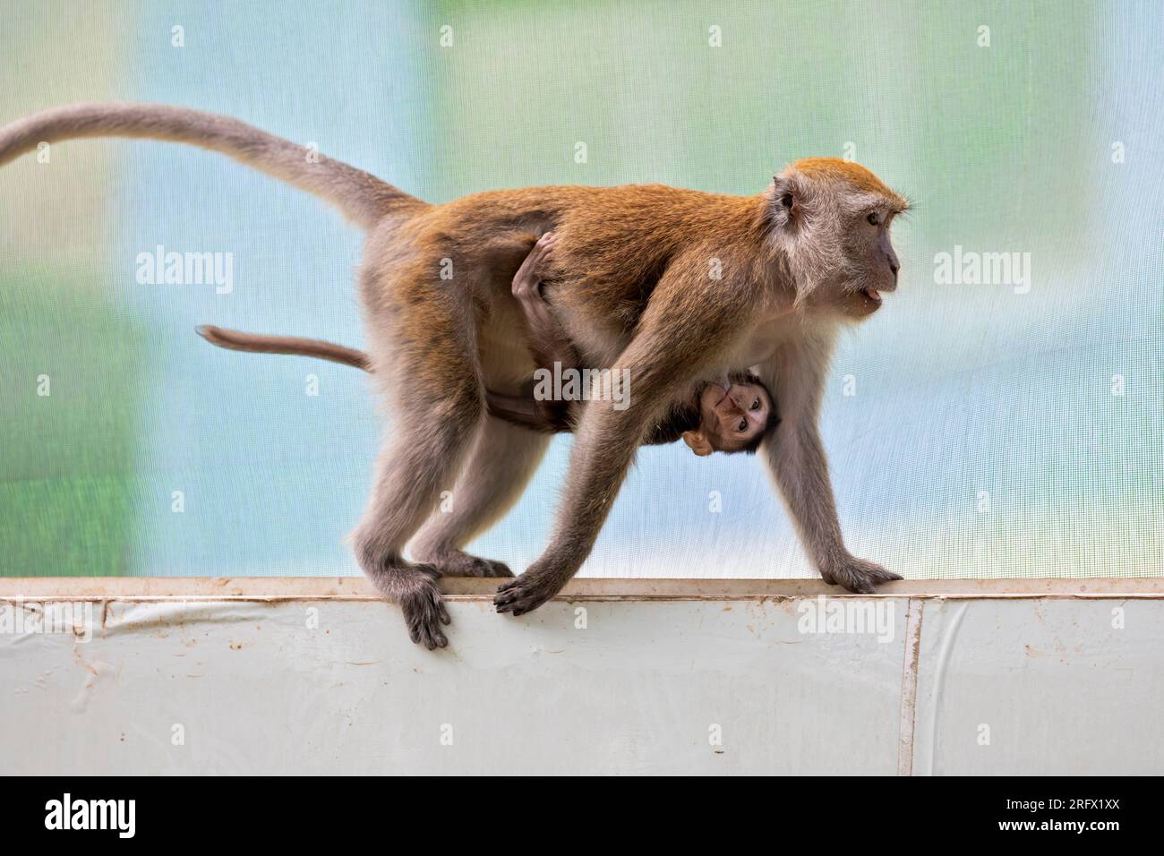 A female long-tailed macaque suckles her baby while she walks along the Waterway Sunrise public housing estate construction site barrier, Singapore Stock Photo
