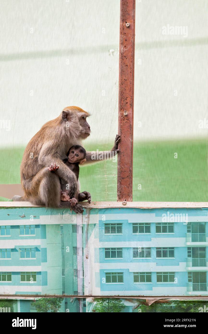 A female long-tailed macaque suckles her baby while they sit on the Waterway Sunrise public housing estate construction site barrier, Singapore Stock Photo