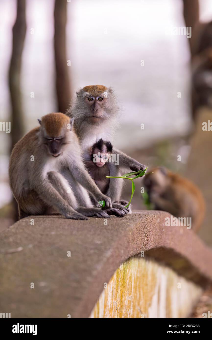 A long-tailed macaque baby stares at the leaf its mother is holding in her hand as the rest of the family sit around and eat communally next to a rese Stock Photo