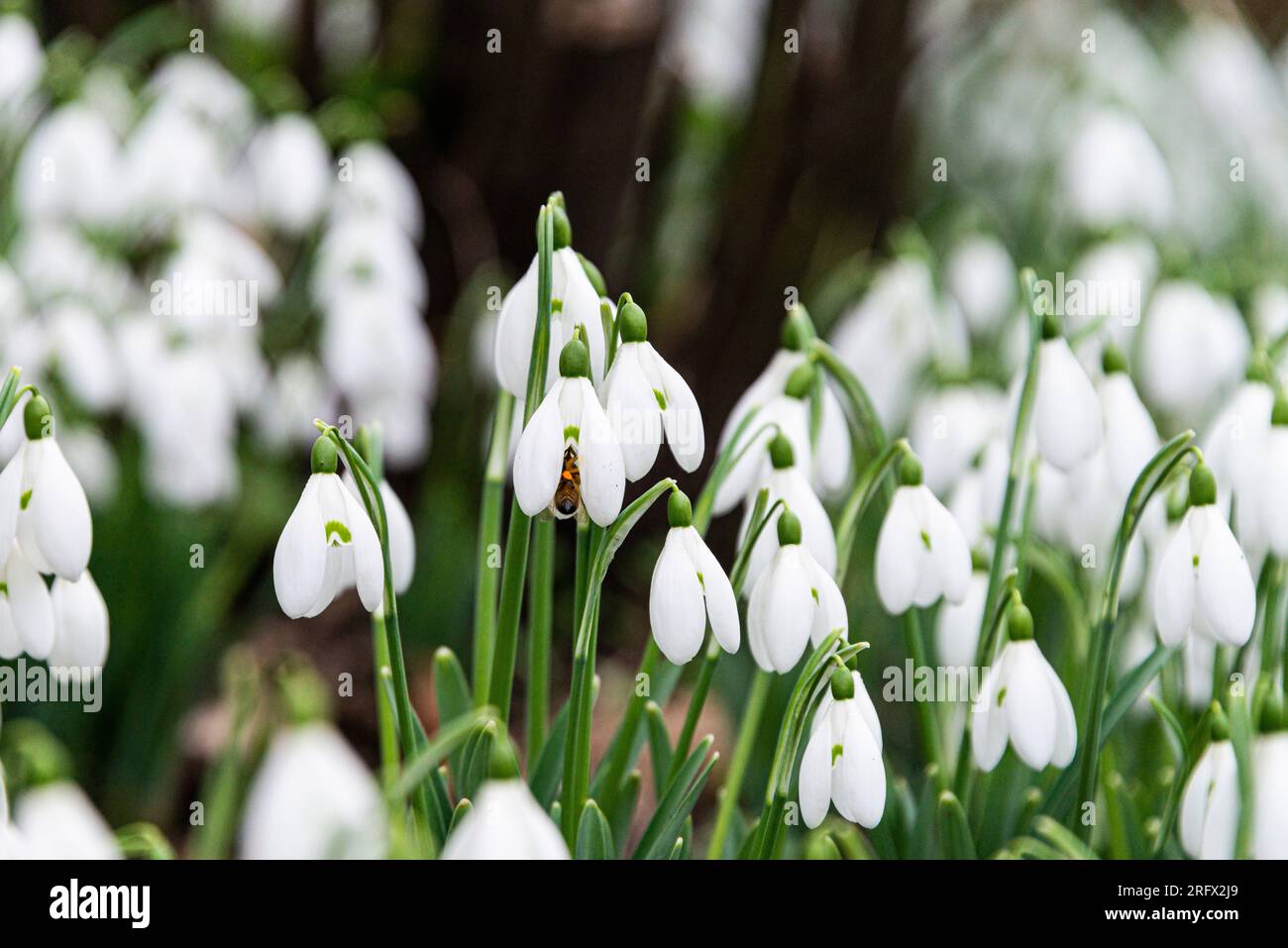 A honey bee (Apis mellifera) on the flower of a snowdrop (Galanthus) Stock Photo