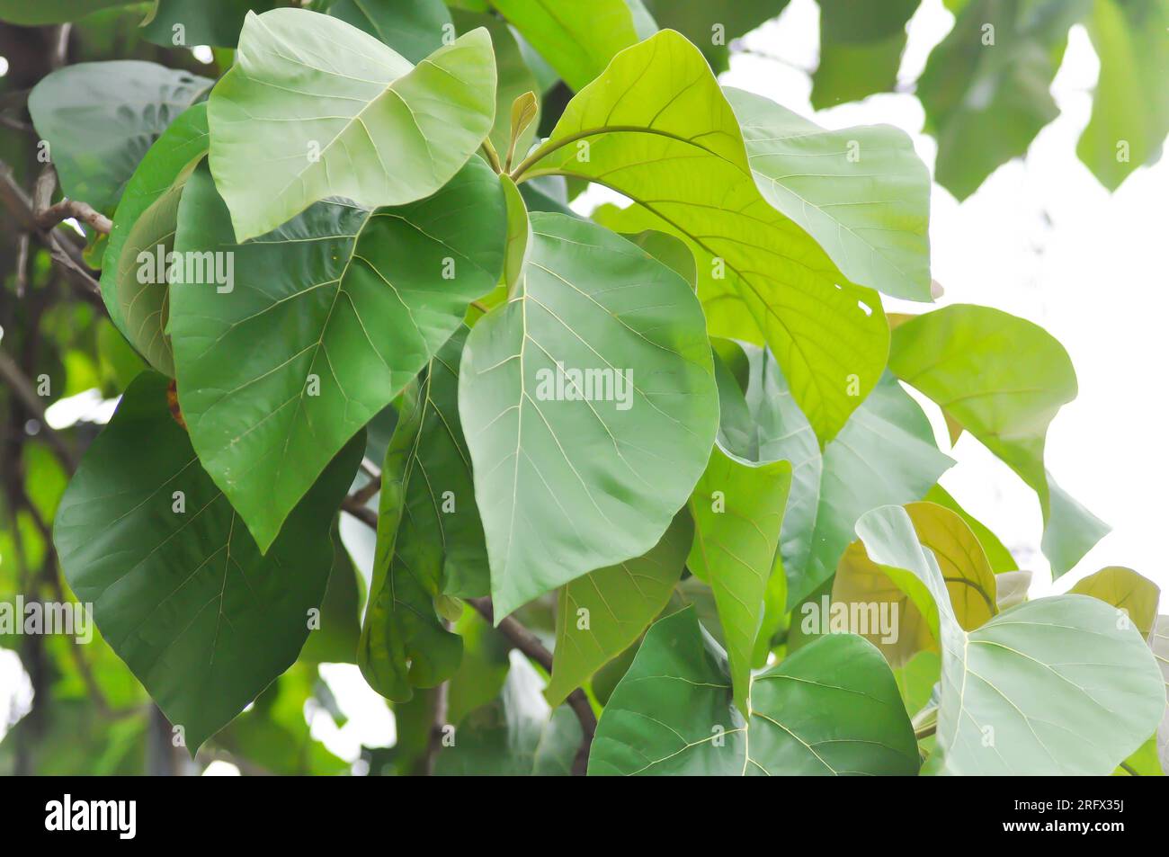 Tectona grandis, Teak or LAMIACEAE or teak plant or teak leaf and sky background Stock Photo