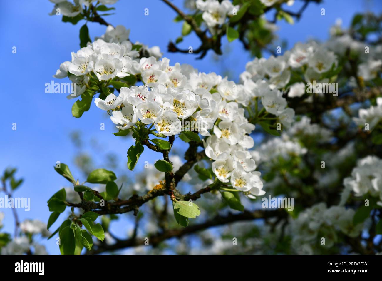 old pear tree with white flowers Stock Photo Alamy