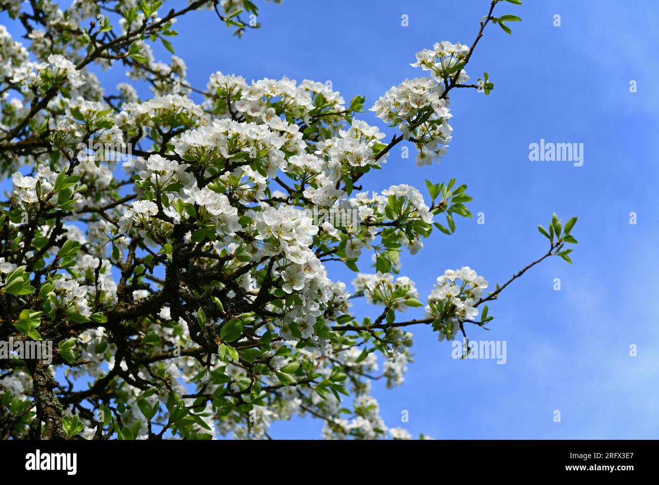 old pear tree with white flowers Stock Photo Alamy